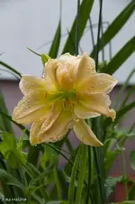 IMG_1579.webp