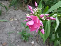 P1130247.webp