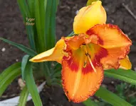 IMG_1587.webp