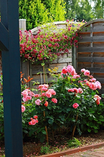 Einfahrt_Ecke_Clemi_Rose_purple_500.webp