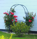 Laguna_pink_Rosenbogen_600.webp