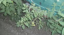 SAM_3231.webp