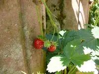 k-P1070994.webp