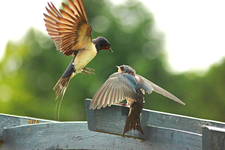 Anflug_Fütterung_Rauchschwalbe__Bokeh_640.webp