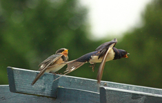 Rauchschwalben_Junges_gefüttert_Abflug Mutter2_700.webp