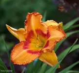 IMG_1593.webp