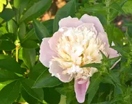 DSC_5455_Pfingstrose.webp
