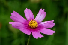 DSC_0054.webp