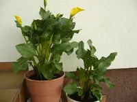 23.6.2010 014.webp
