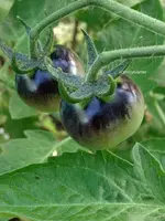 GlossyRoseBlue.webp