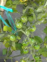 CurrantSweetPea.webp