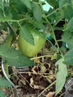 Orange a gros fruit.webp
