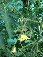 OrangeaGrosfruit2.webp