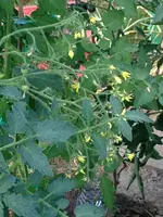 Riesentraube.webp