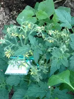 TomateLimeGreen.webp