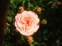 CIMG2703.webp
