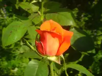CIMG2705.webp
