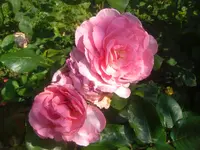 CIMG2706.webp