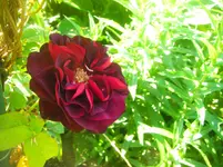 CIMG2711.webp