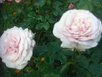 CIMG2846.webp