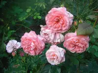 CIMG2848.webp