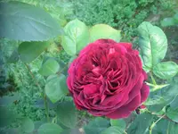 CIMG2853.webp