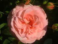 CIMG2704.webp