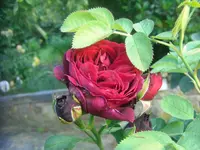 CIMG2857.webp