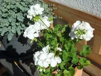 SAM_4447.webp
