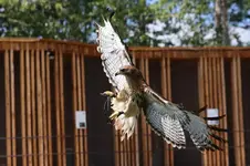 005.webp