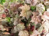 Bild 1336.webp
