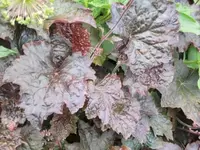 Bilda 0566.webp