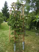 BILD2994.webp