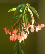 Plante à identifier.webp