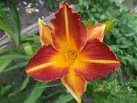 SAM_2000.webp