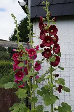 _DSC6072.webp