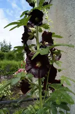 _DSC6095.webp