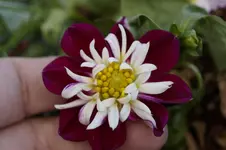 _DSC6107.webp