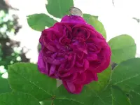 SAM_1790.webp
