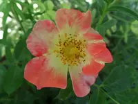 SAM_1878.webp
