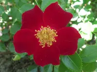 SAM_1821.webp