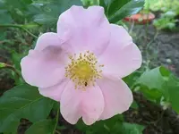 SAM_1824.webp