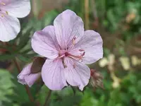 SAM_2003.webp