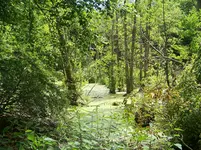 19.webp