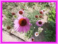 070.webp