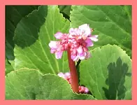 101.webp