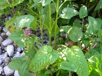 DSCN8731.webp