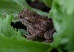 Storchfrosch im Salat.jpg