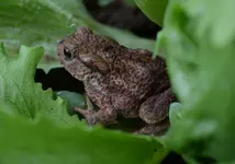 Storchfrosch im Salat.webp