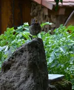 amsel.webp